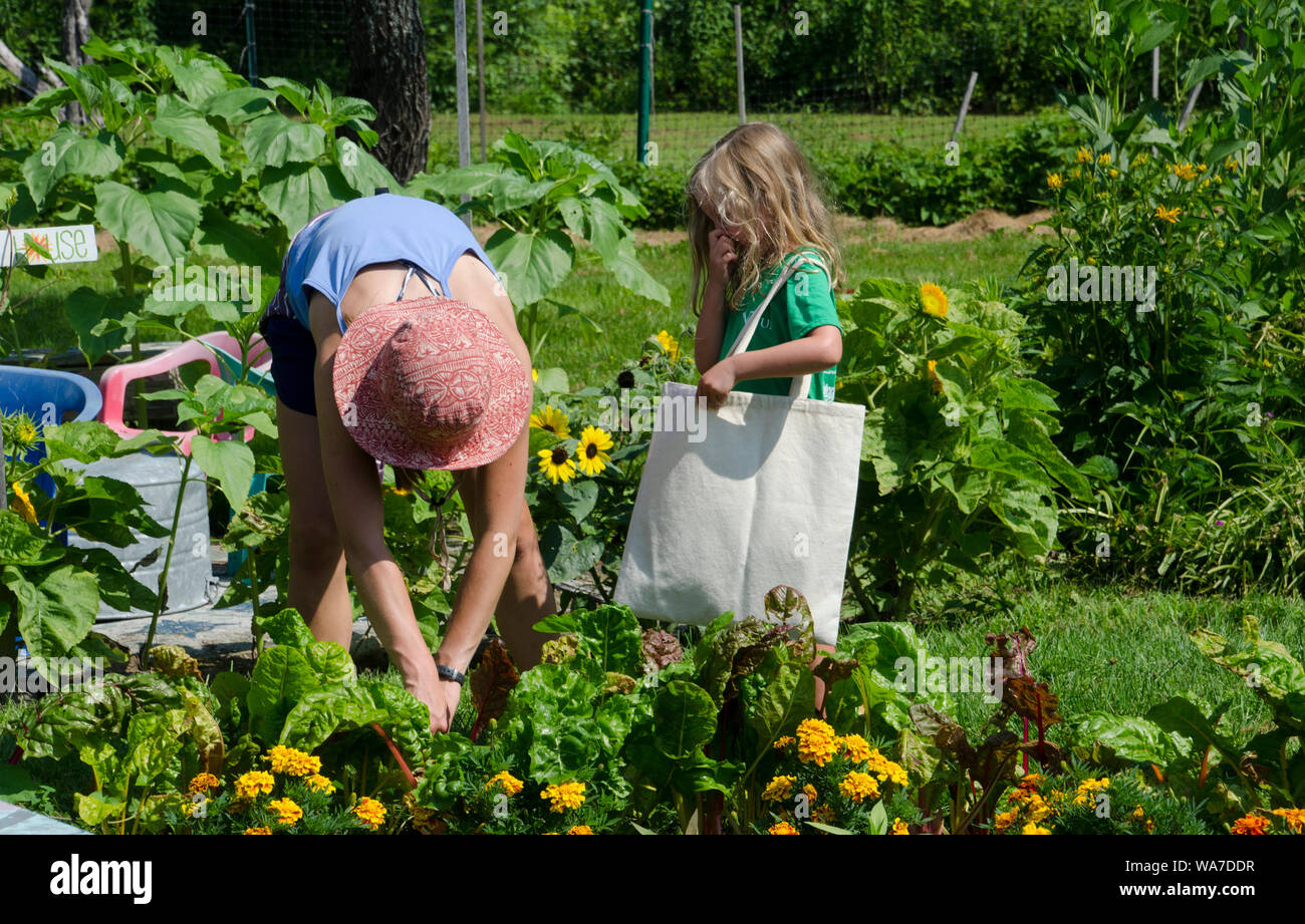 Young woman and young girl picking fresh vegetables in community garden, Yarmouth Maine, USA Stock Photo