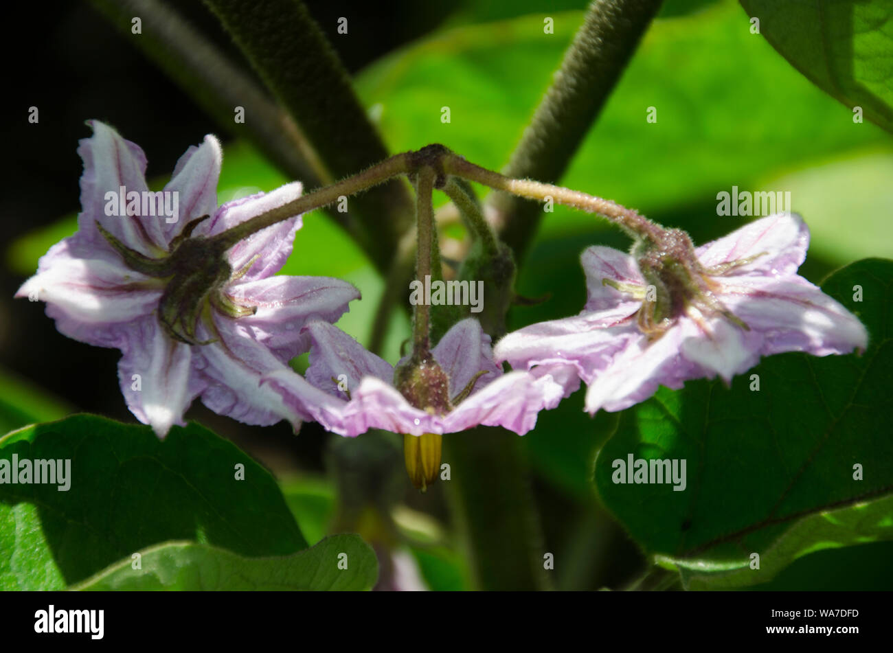Eggplant flowers Nightshade family Solanaceae tucked under cover of