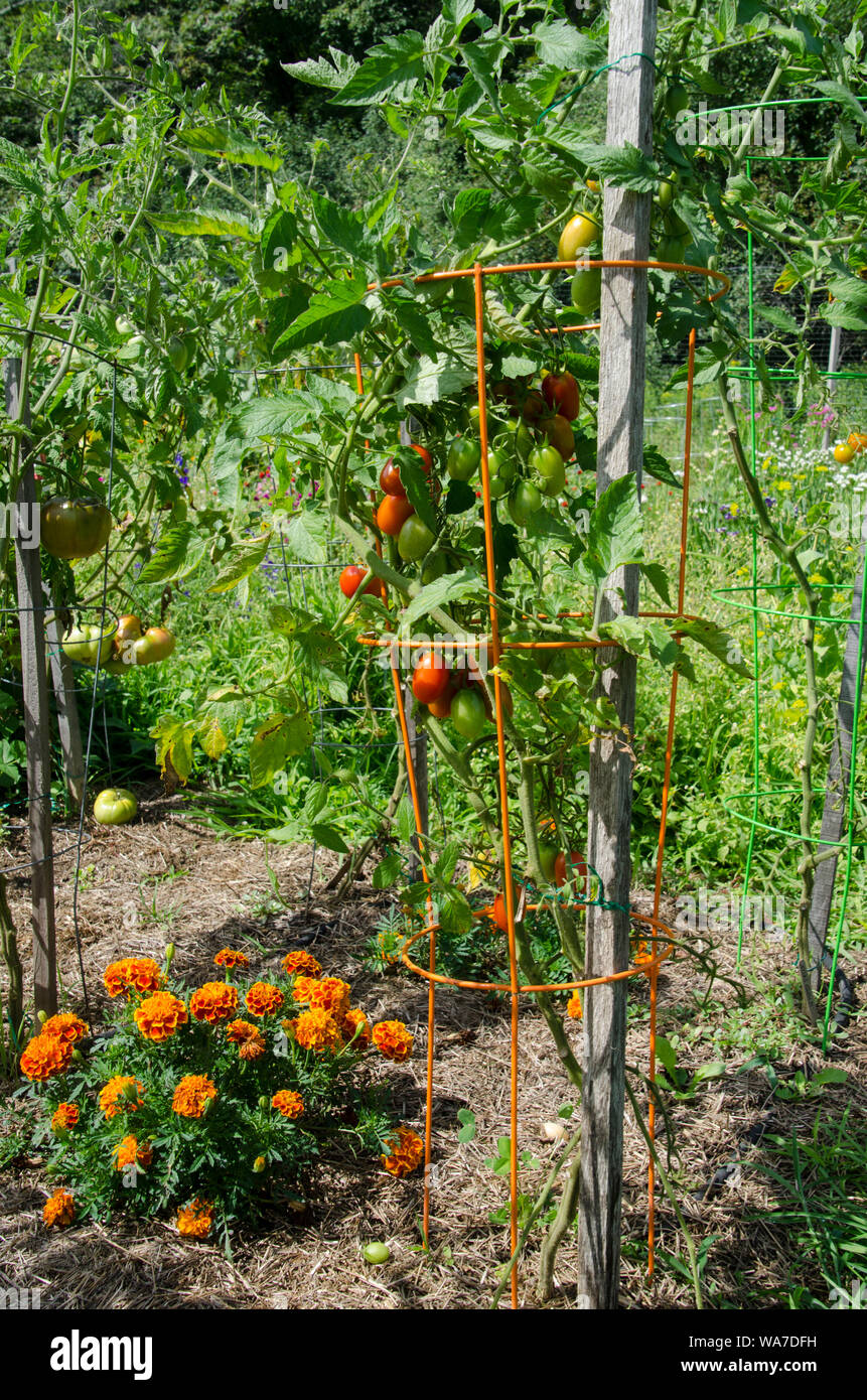 Tomatoes in tomato cage ripening in renters garden plot with marigolds, Yarmouth Maine, USA Stock Photo