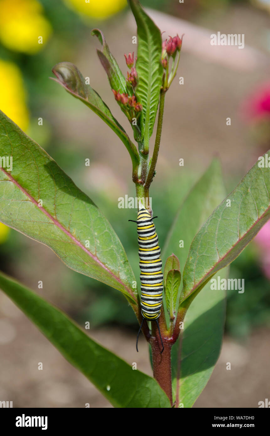 We share this garden- Monarch caterpillar, Danaus plexippus,  on milkweed plant Stock Photo
