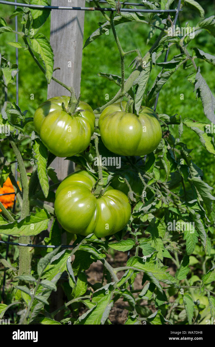 Large green tomatoes ripening on the vine, summer, community garden, Yarmouth, Maine, USA Stock Photo