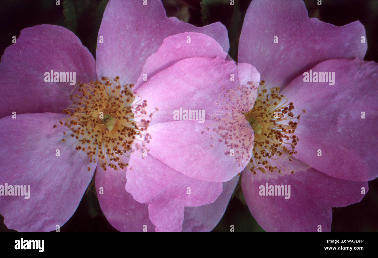 Close up of two pink wild roses, rosacea, flowers lit from behind with black background with view of stamen, pistils, and petals, Missouri USA Stock Photo