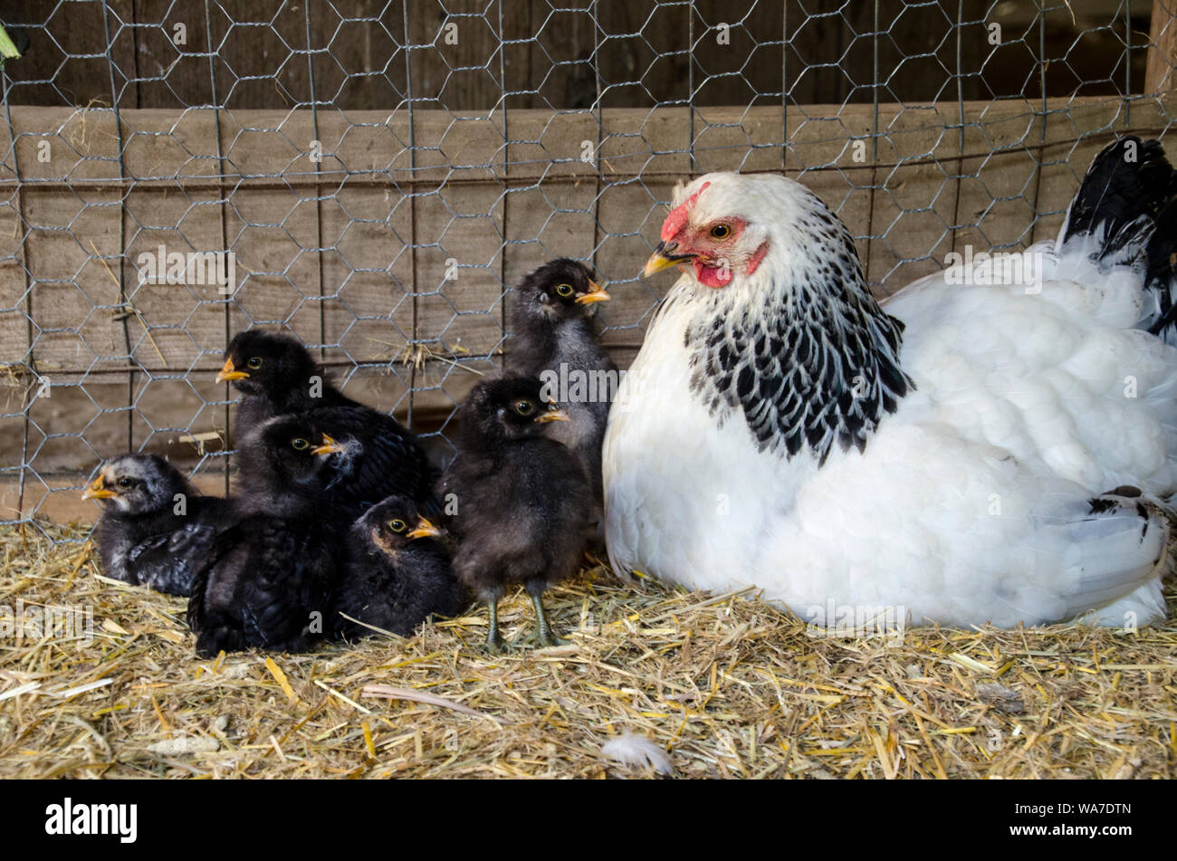 Mother Hen, Columbian Wyandotte, chicken with barnyard mix baby sitting together in cool afternoon shade in chicken coop Stock Photo