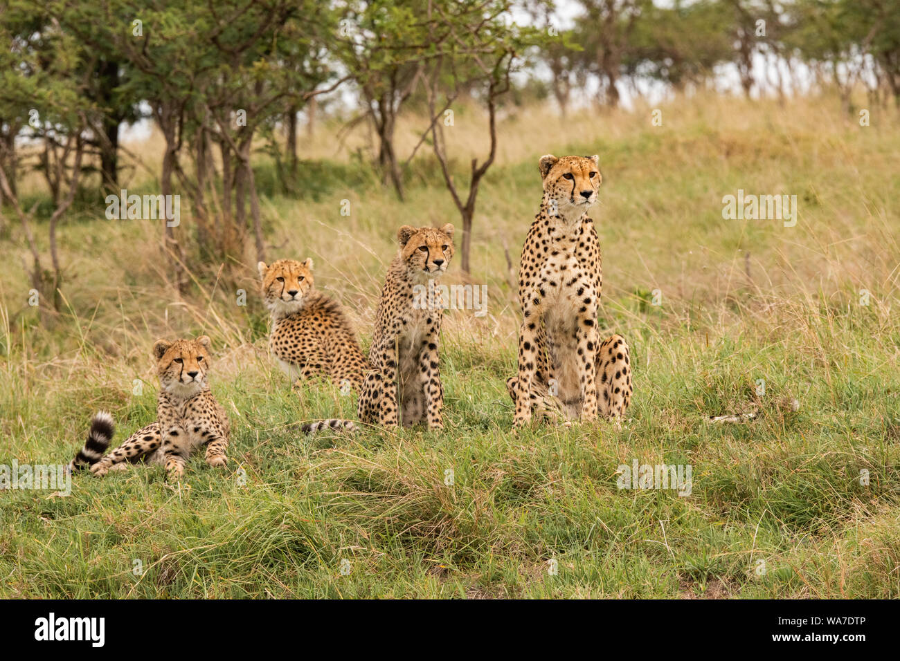 Mother cheetah and her young sitting up watching for prey Stock Photo