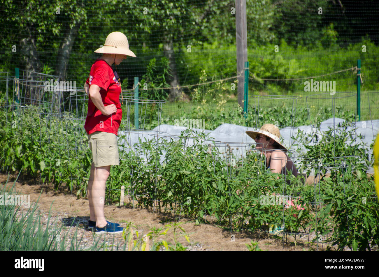 Two women volunteers, both wearing straw hats, chatting while working in the community garden during summer, Yarmouth, Maine, USA Stock Photo