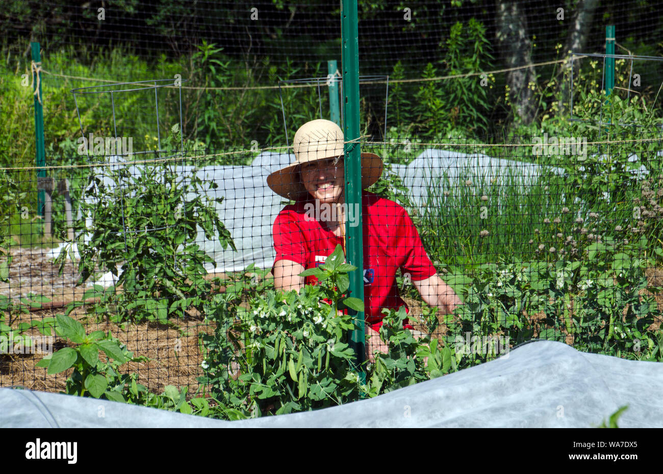 Woman gardener in straw hat giving a big smile as she is outside working and weeding in the Community Garden, Yarmouth Maine, USA Stock Photo