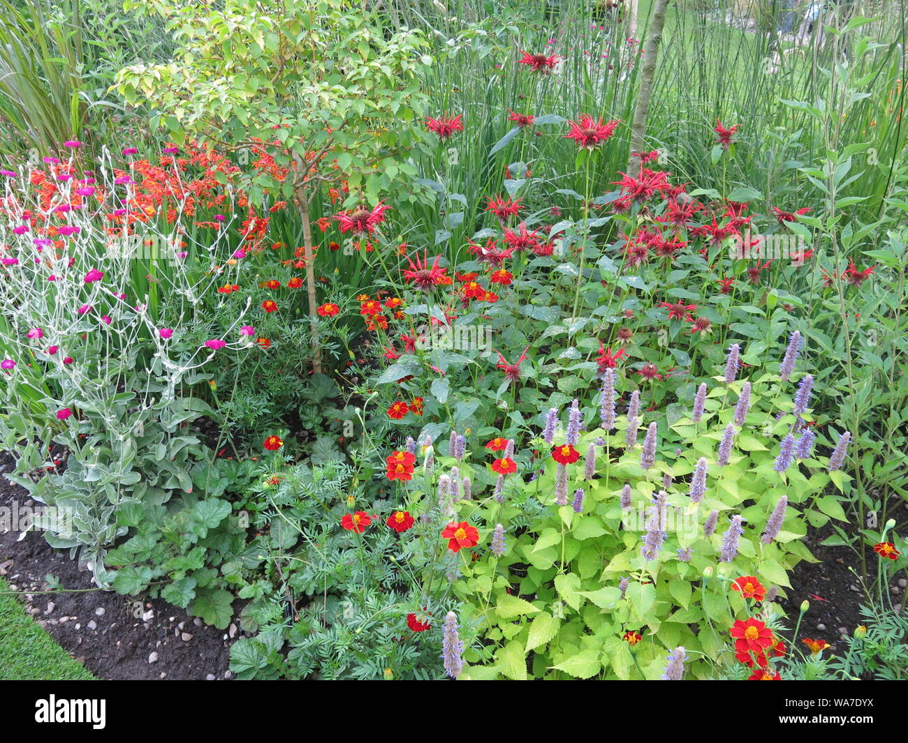 Ashwood nurseries hi-res stock photography and images - Alamy Ashwood nurseries hi-res stock photography and images - Alamy