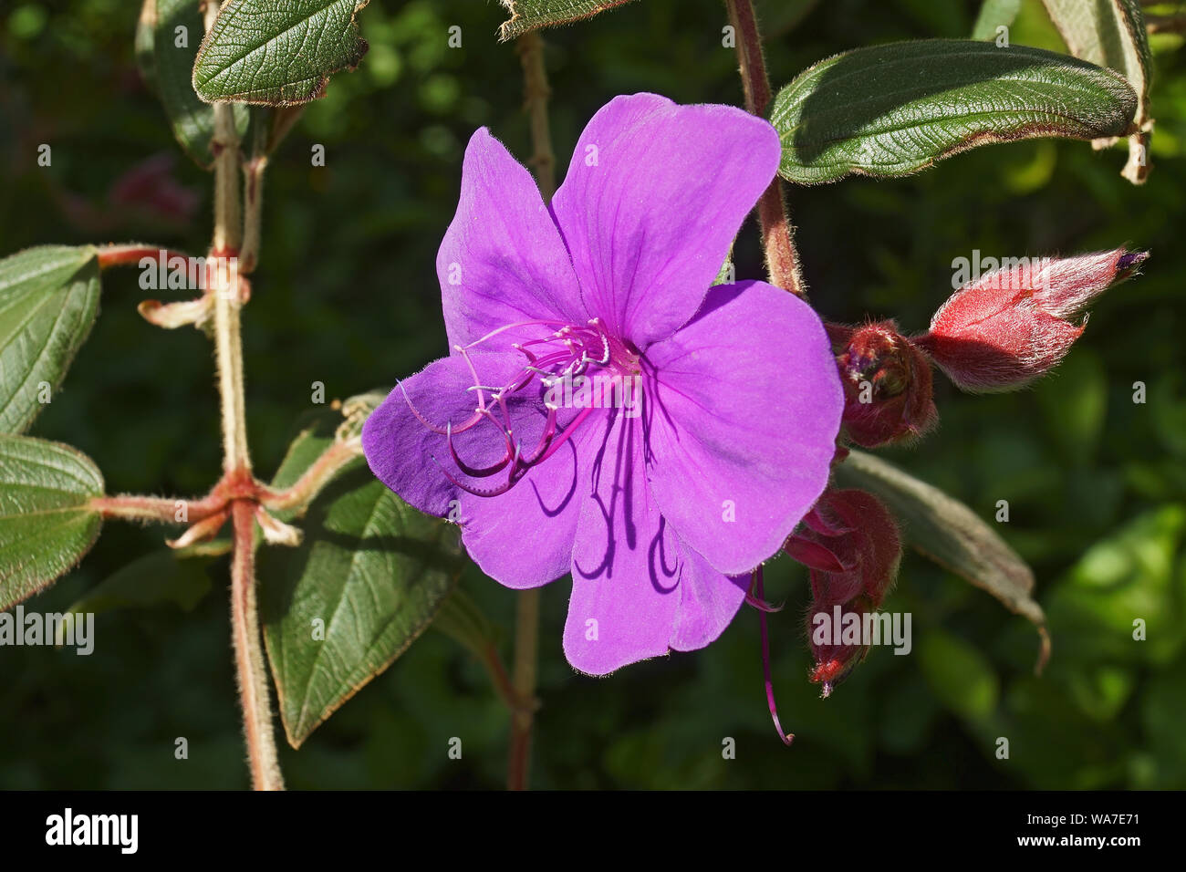 Glory bush (Tibouchina urvilleana). Known as Lasiandra, Princess flower, Pleroma and Purple glory tree also. Stock Photo