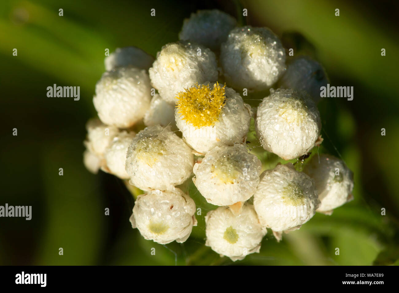 Pearly everlasting, Ollalie Lake Scenic Area, Mt Hood National Forest, Oregon Stock Photo