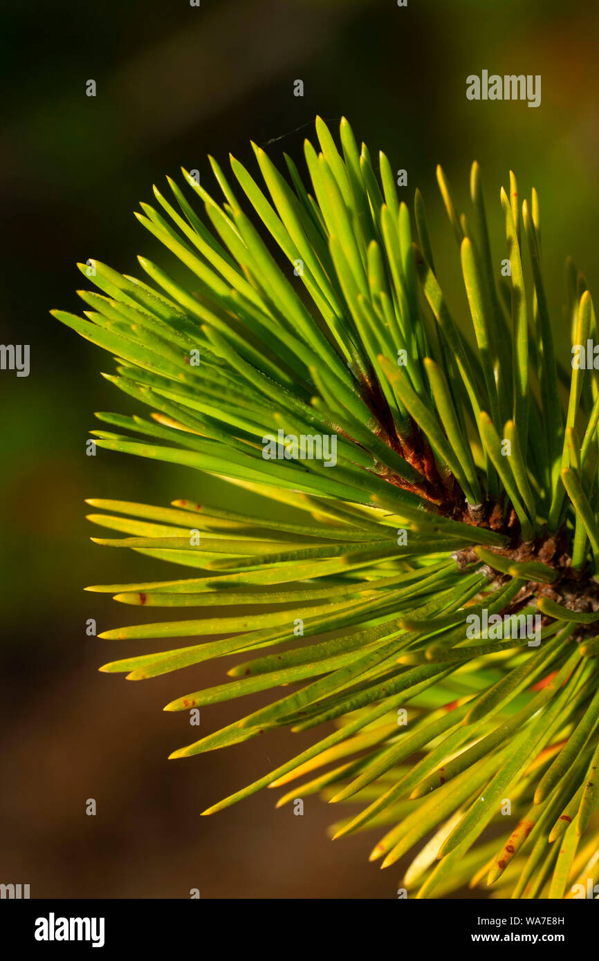 Lodgepole pine needles, Ollalie Lake Scenic Area, Mt Hood National