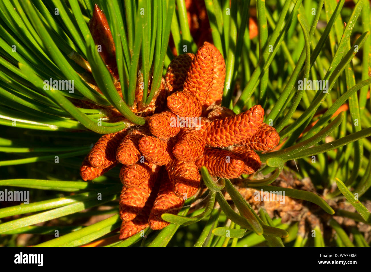 Lodgepole pine catkins, Ollalie Lake Scenic Area, Mt Hood National