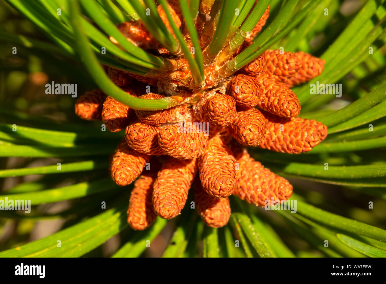Lodgepole pine catkins, Ollalie Lake Scenic Area, Mt Hood National
