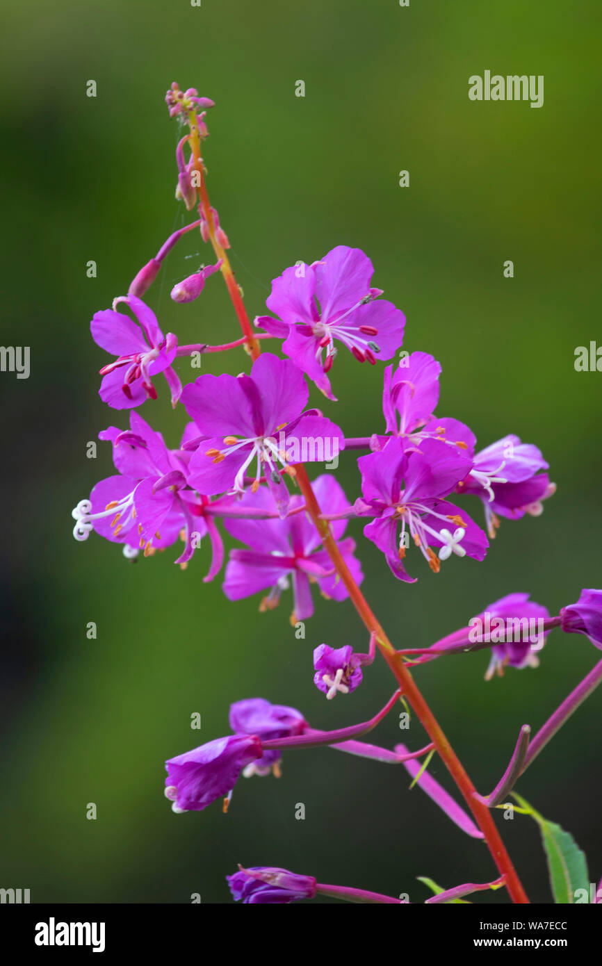 Fireweed bloom, Opal Creek Scenic Recreation Area, Willamette National Forest, Oregon Stock Photo