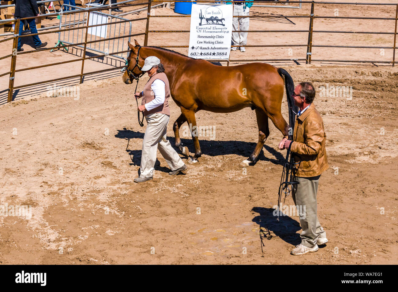 Horse conformation hires stock photography and images Alamy