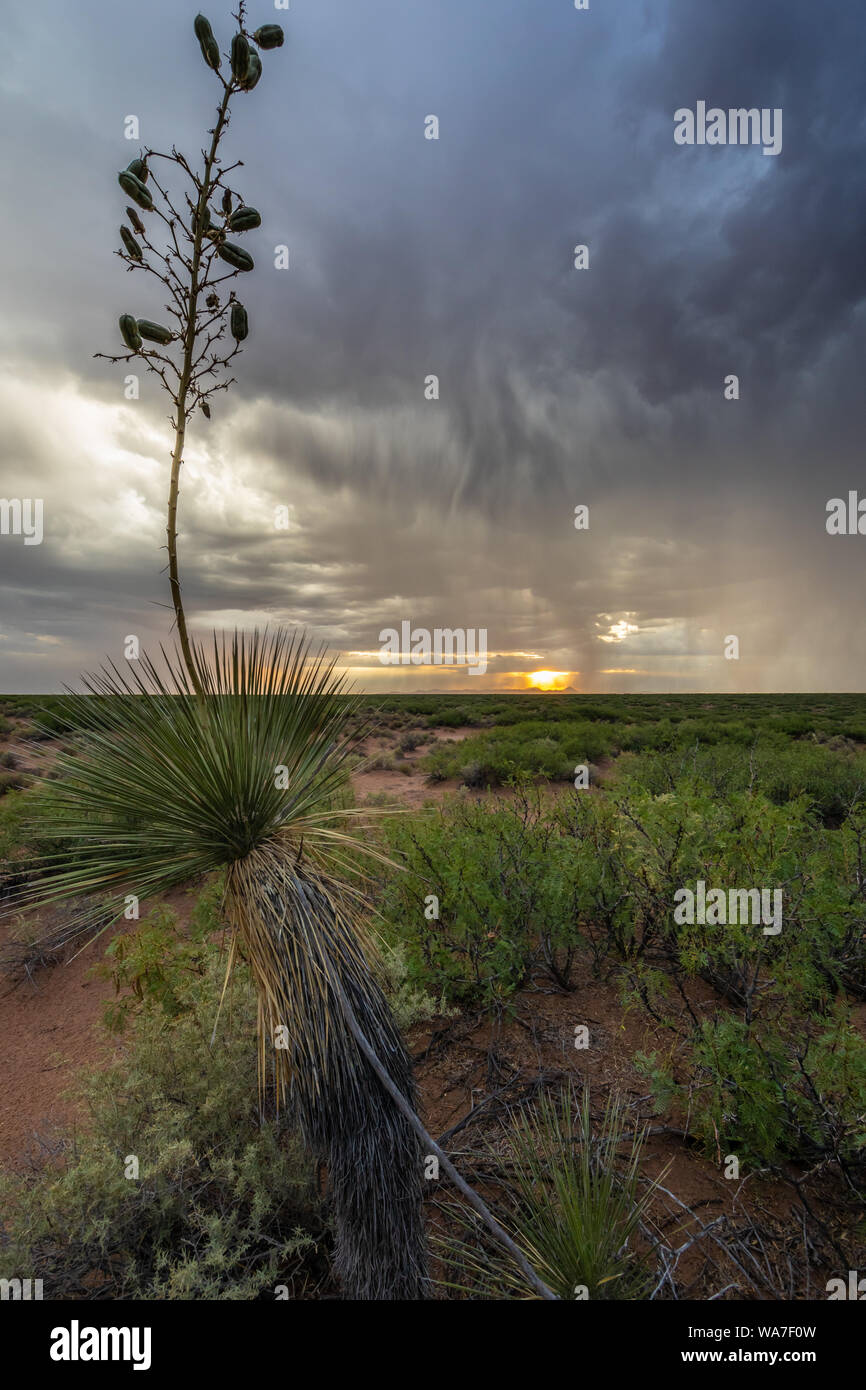 Summer storm and Yucca at sunset in the Chihuahuan Desert of New Mexico Stock Photo