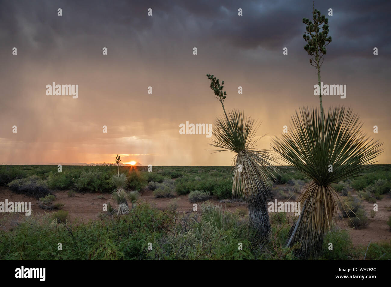 Summer storm and Yucca at sunset in the Chihuahuan Desert of New Mexico Stock Photo