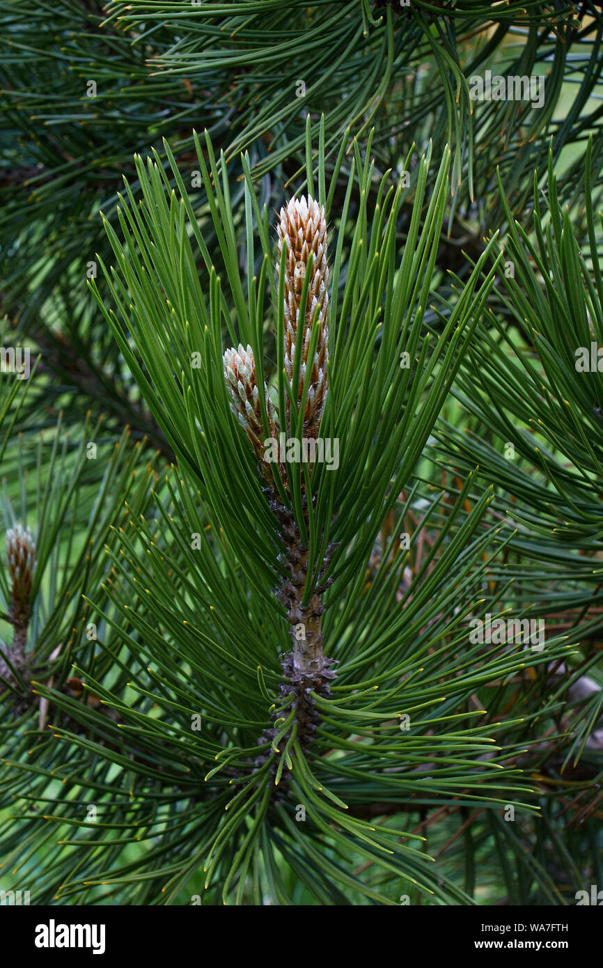 Bosnian pine (Pinus heldreichii). Another scientific name is Pinus leucodermis. Stock Photo