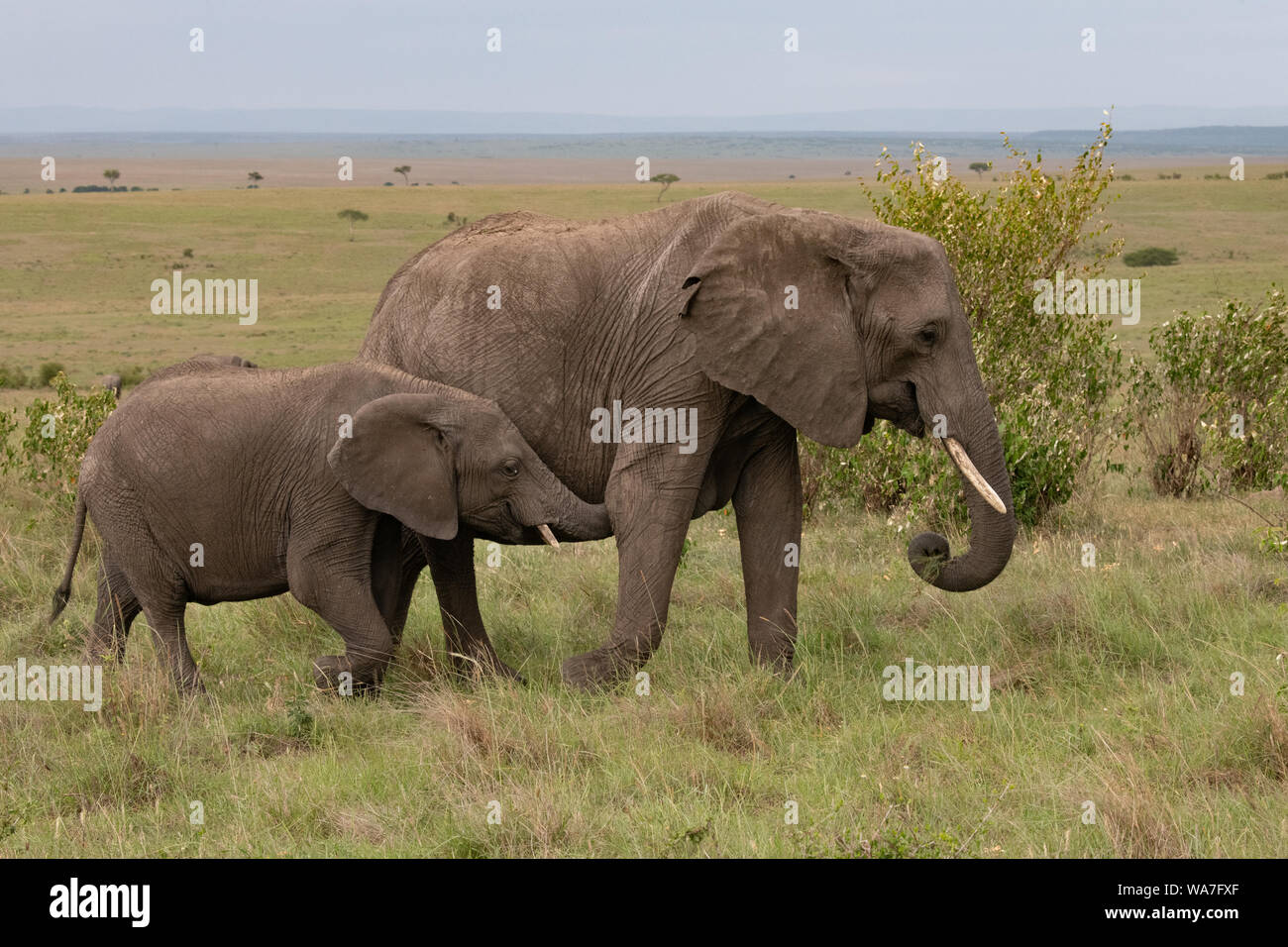 young elephant suckling from its mother in the Masai Mara Stock Photo