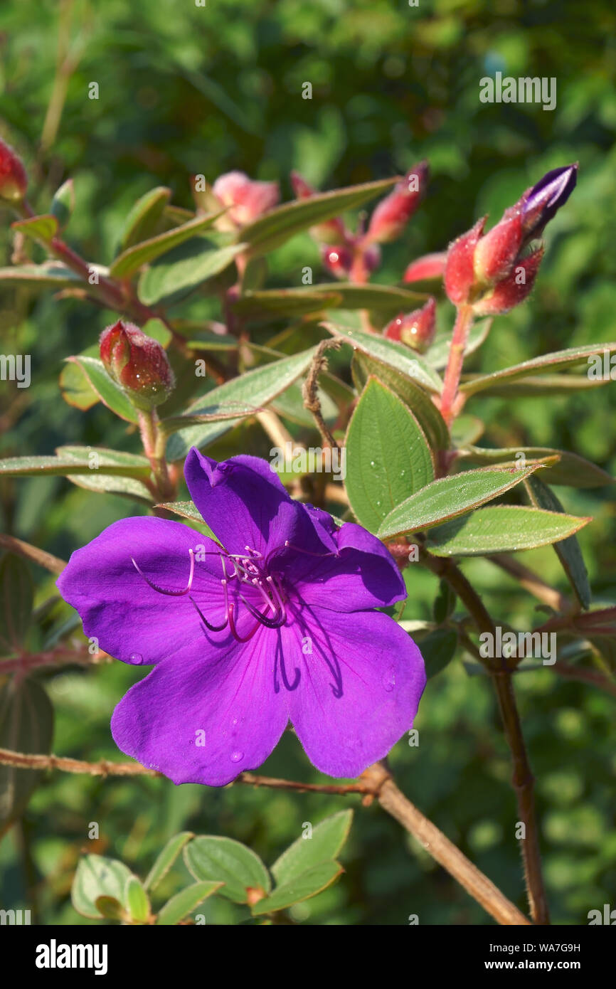 Glory bush (Tibouchina urvilleana). Known as Lasiandra, Princess flower, Pleroma and Purple glory tree also. Stock Photo