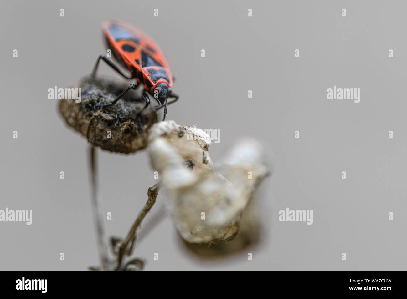 Firebug (Pyrrhocoris apterus) on the dry plant, macro shot, copy space, selected focus, very narrow depth of field Stock Photo