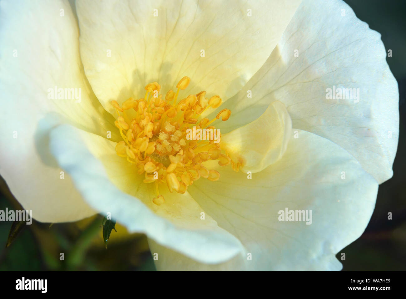 Memorial rose (Rosa wichuraiana). Another scientific name is Rosa luciae. Stock Photo