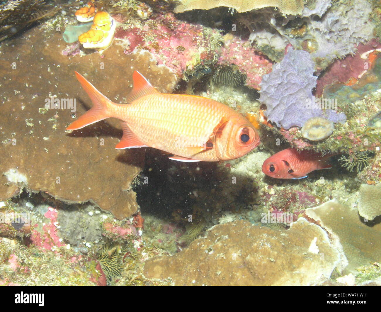 Epaulette Soldierfish (Myripristis kuntee) Stock Photo