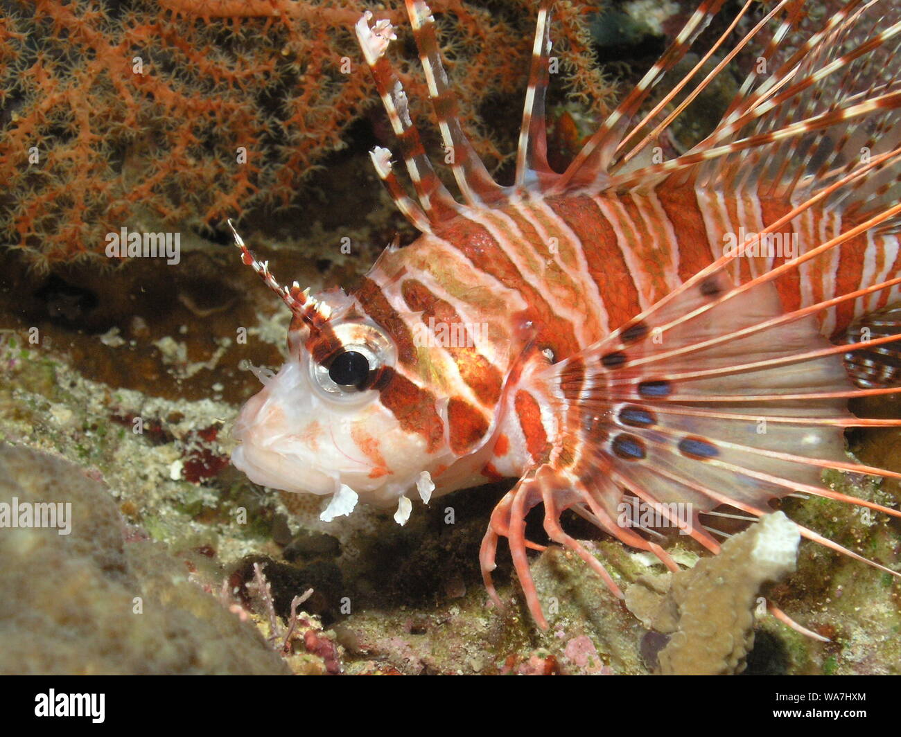 Spotfin Lionfish (Pterois antennata) Stock Photo