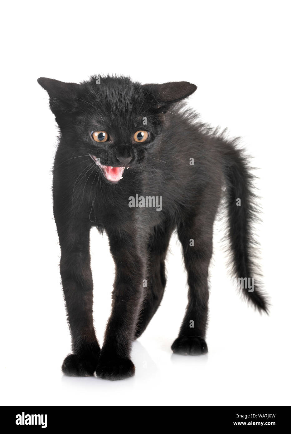 black kitten in front of white background Stock Photo