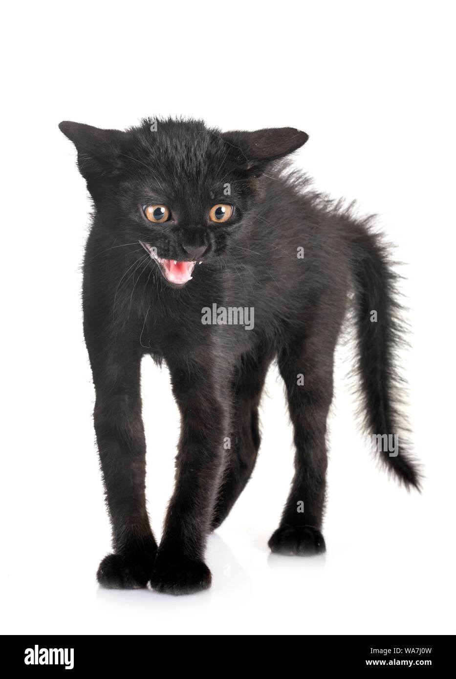 black kitten in front of white background Stock Photo - Alamy