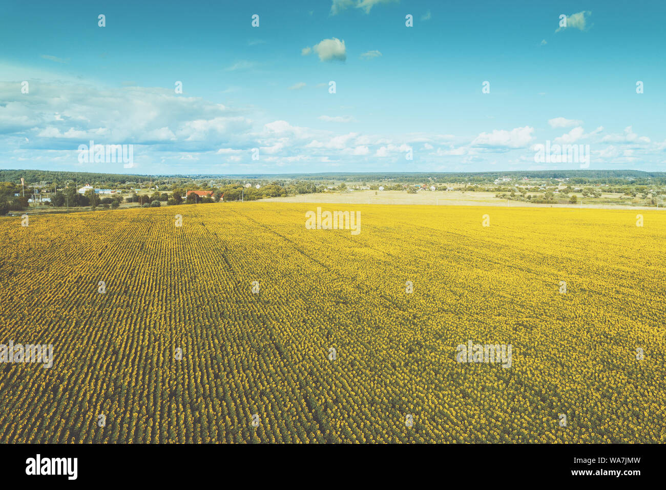 Summer rural landscape with sunflowers. Beautiful blooming sunflower ...