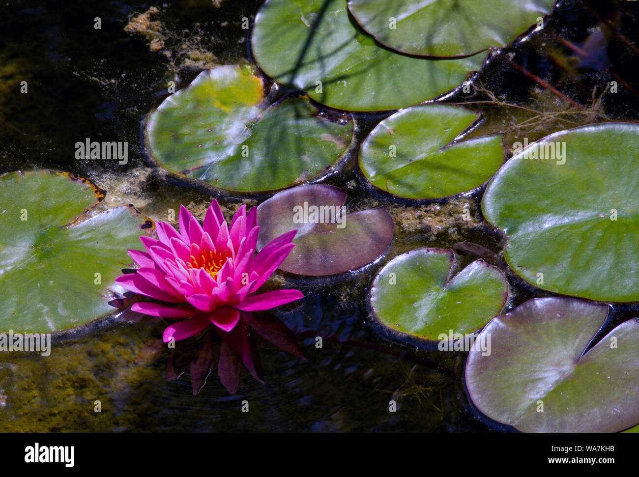 a lily floats among green lily pads on a small lake Stock Photo Alamy