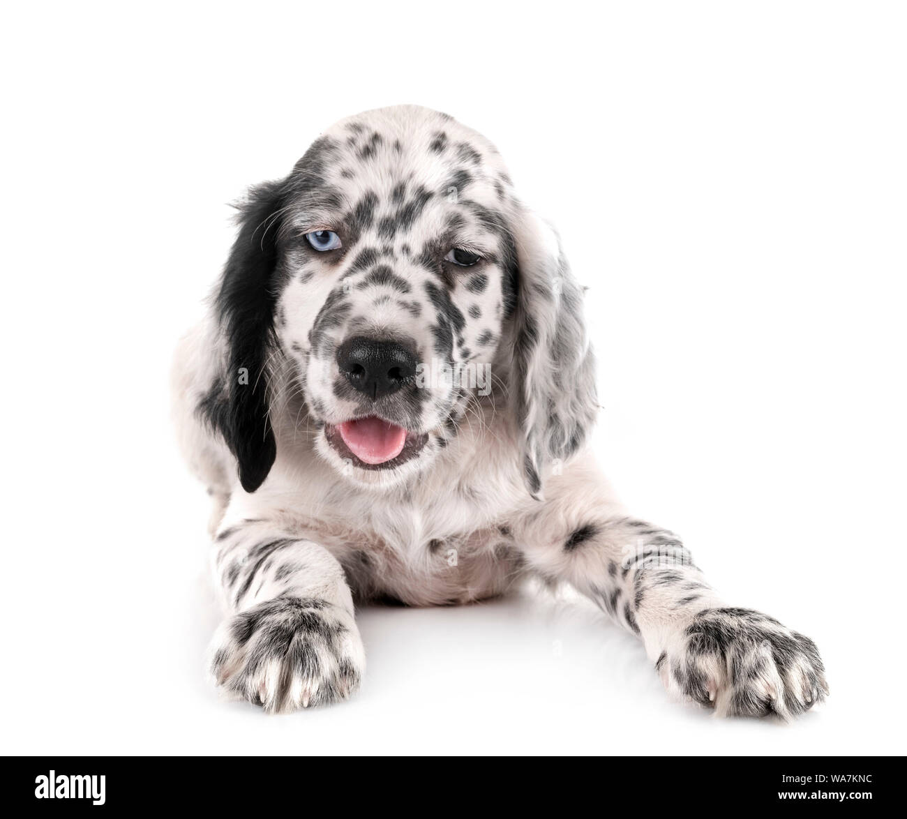 puppy english setter in front of white background Stock Photo - Alamy