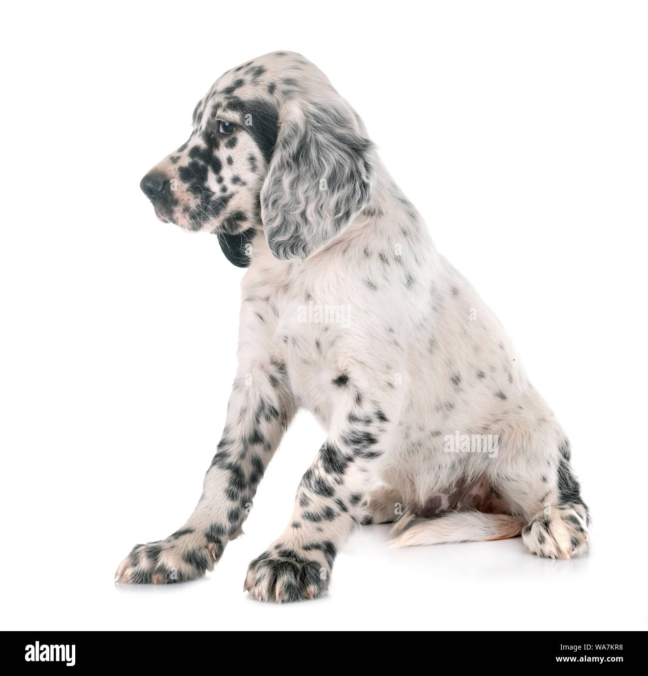 puppy english setter in front of white background Stock Photo - Alamy