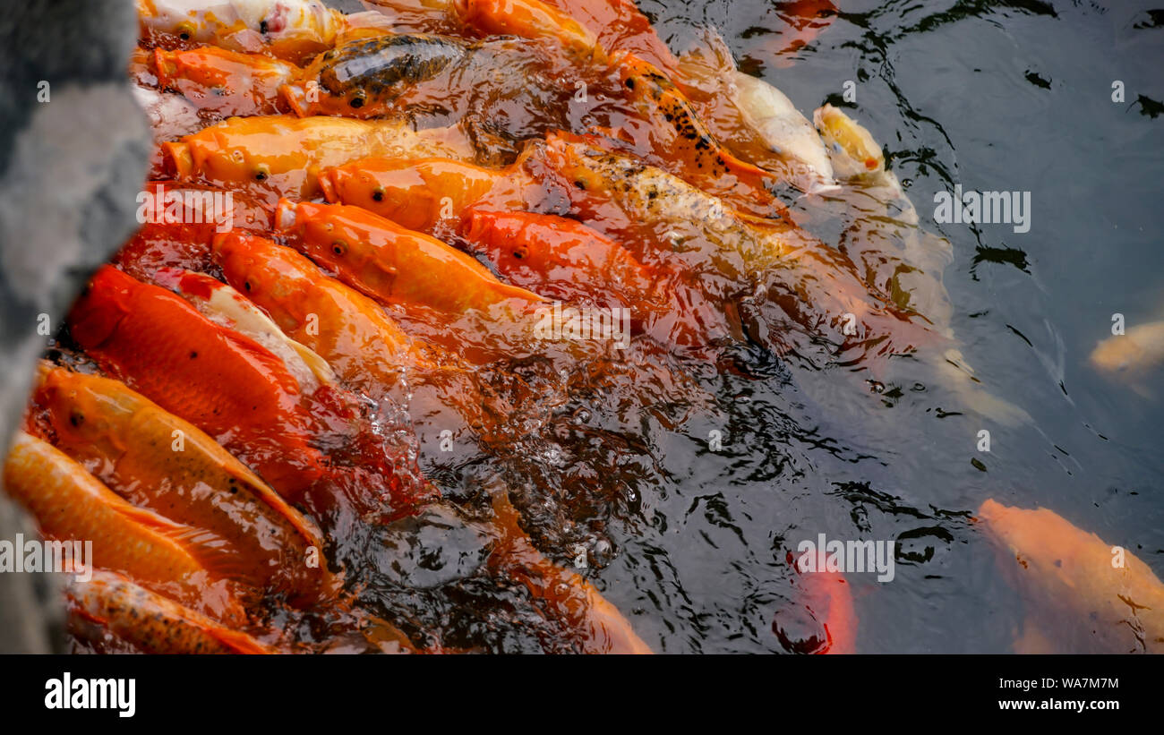 Koi gather at the edge of a pond for feeding. Koi are generally bred for their bright colours and used in decorative ponds. Stock Photo