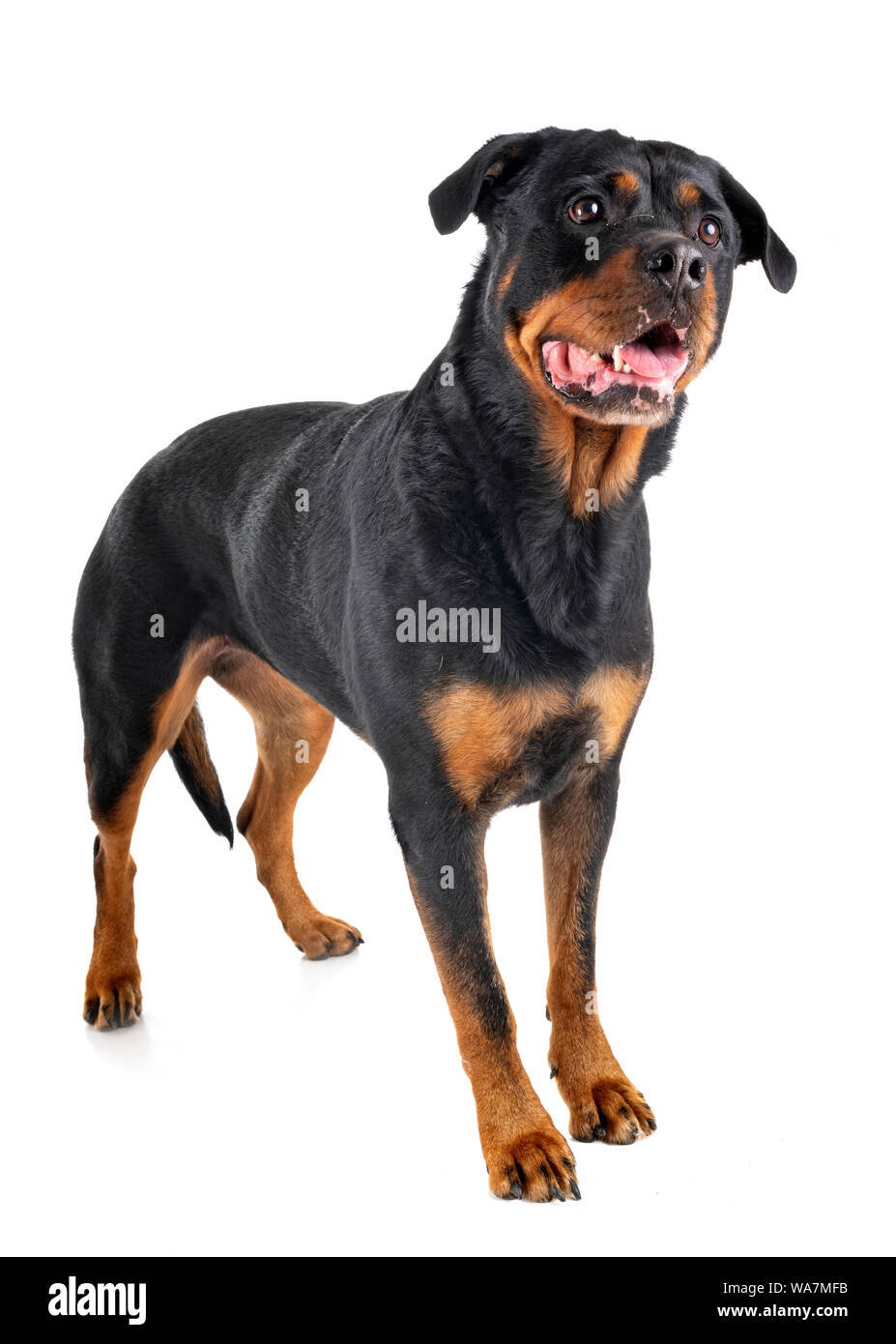 Do Purebred Rottweilers Have White On Them