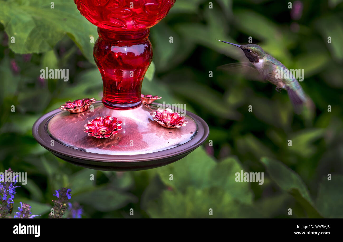 Nectar Feeder Stock Photos Nectar Feeder Stock Images Page 2