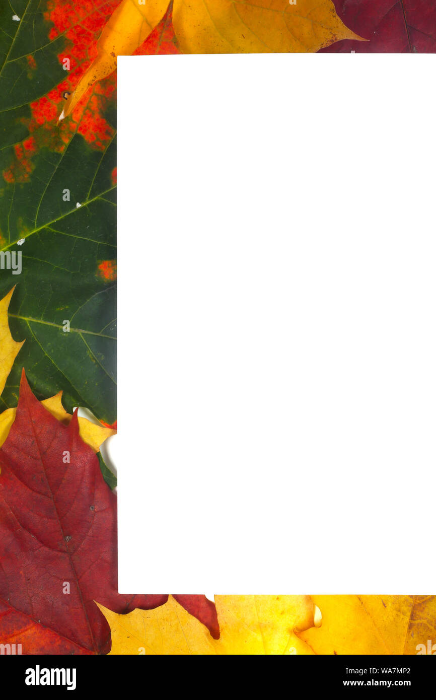 Autumn leaves frame with white paper isolated on white background Stock ...