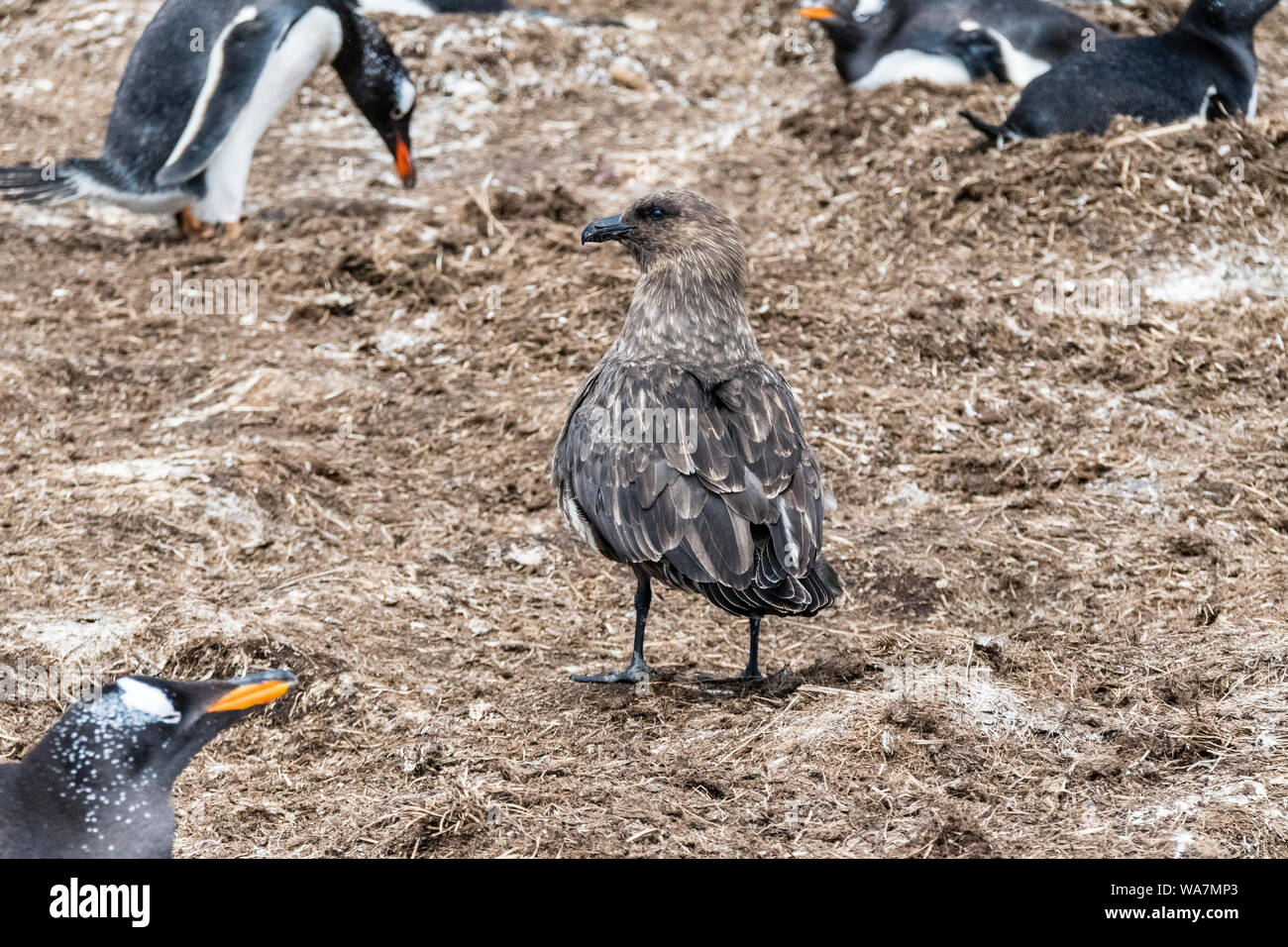 Falkland Skua in a Gentoo Penguin colony looking to take an egg, Sea Lion Island, in the Falkland Islands, South Atlantic Ocean Stock Photo