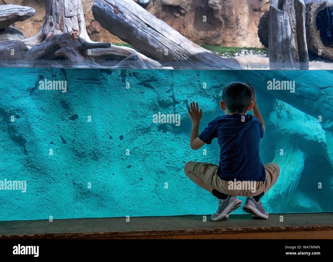 A young boy looks through glass at a zoo exhibit, searching for the otters that dart and and out of the blue water Stock Photo