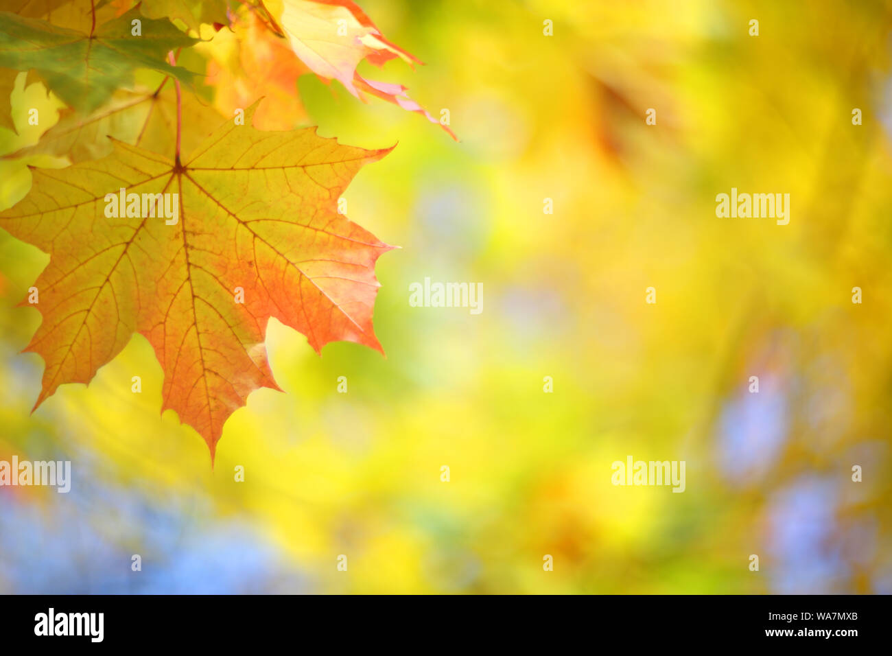 Beautiful defocused background of yellow autumn maple tree leaves Stock ...
