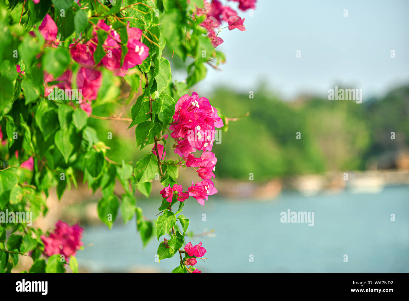 Magenta bougainvillea flower in Thailand. Pink petal blossom flowers. Stock Photo