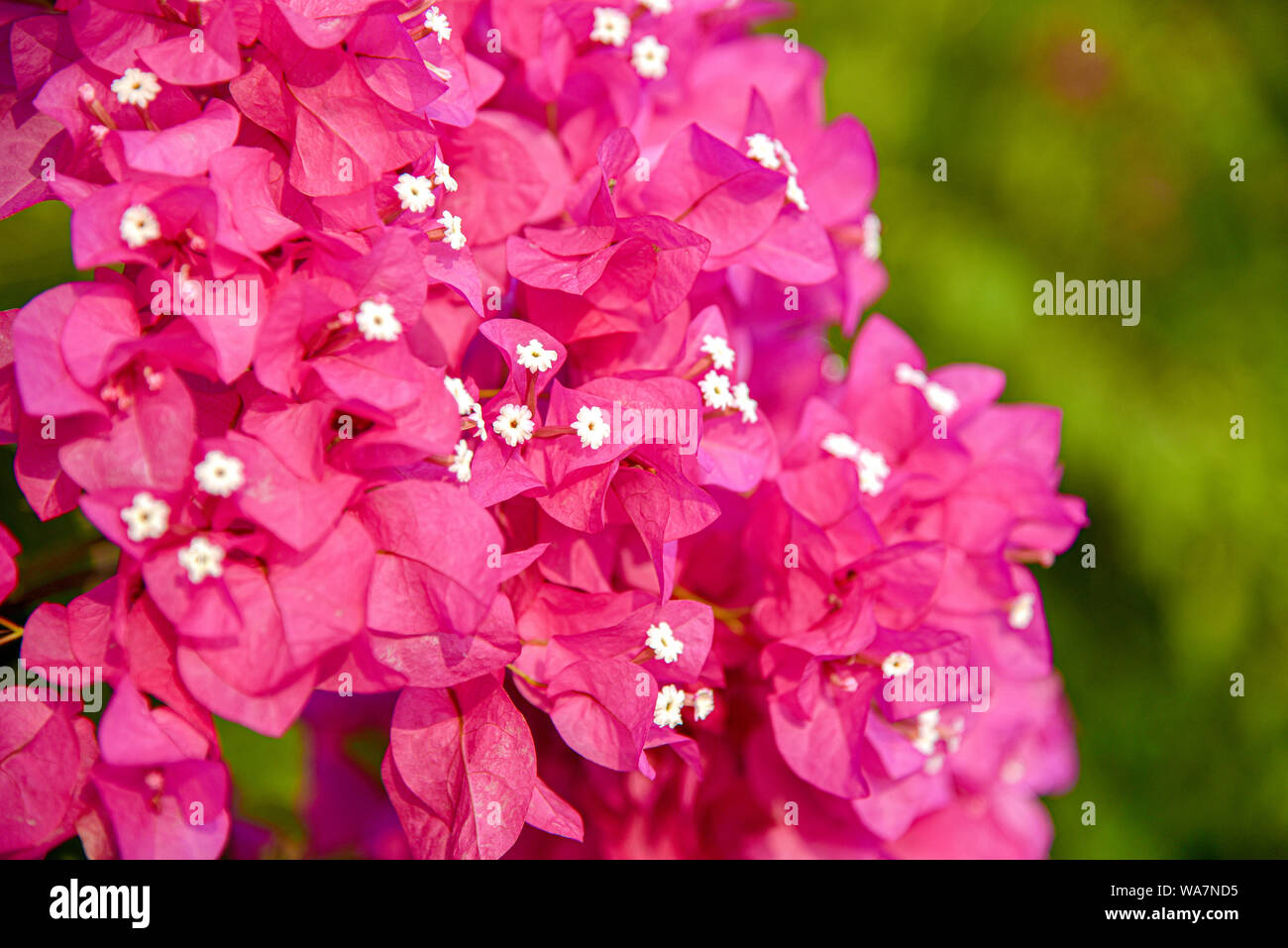 Magenta bougainvillea flower in Thailand. Pink petal blossom flowers. Stock Photo