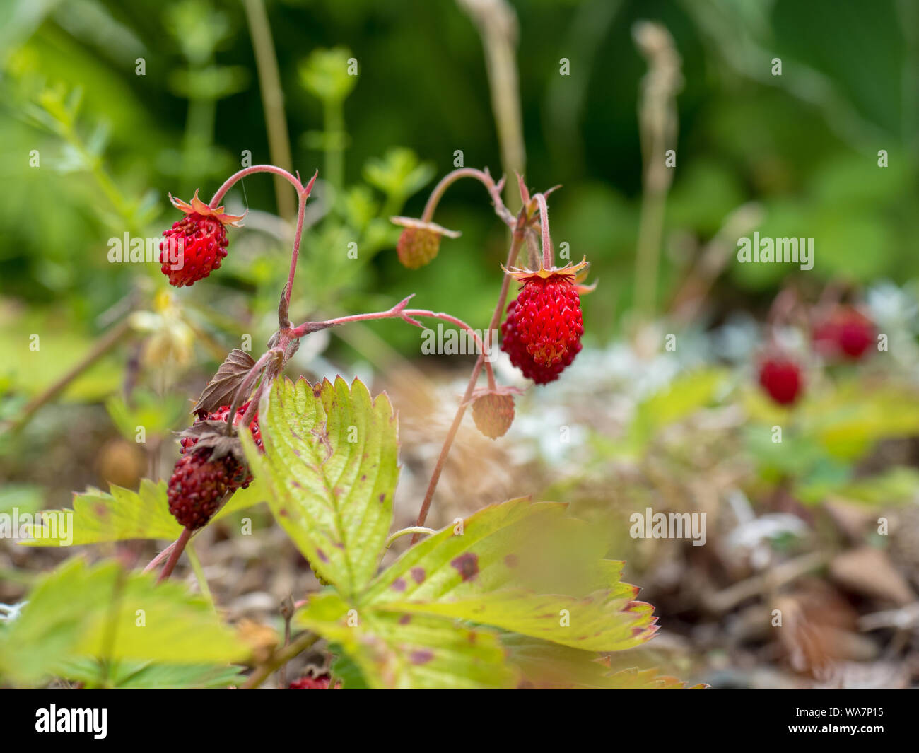 Wild strawberry, woodland strawberry, Alpine strawberry, Carpathian Strawberry, European strawberry - produces edible fruits. Forest fruits Stock Photo