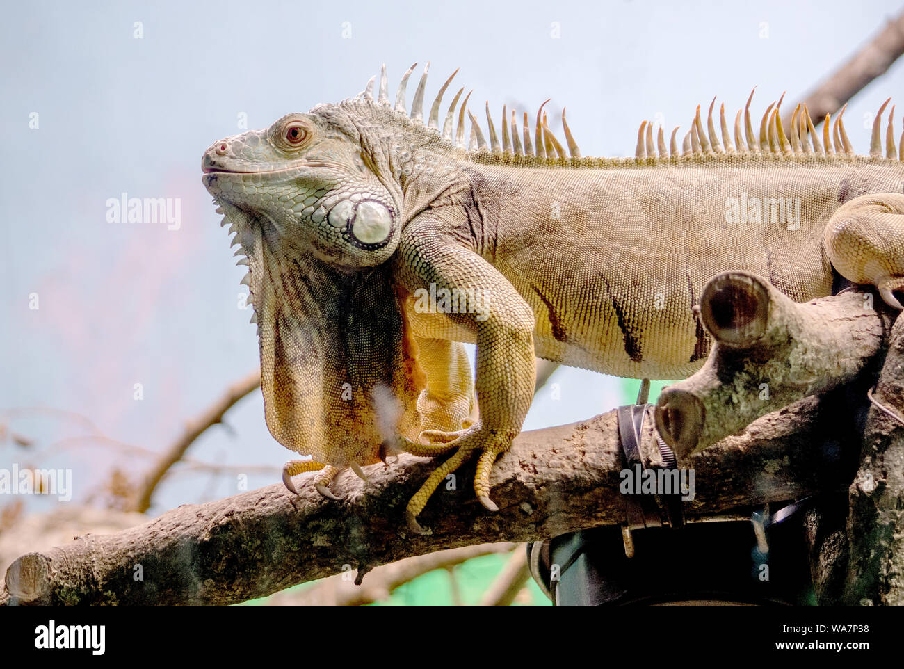 American iguana in an indoor habitat Stock Photo Alamy