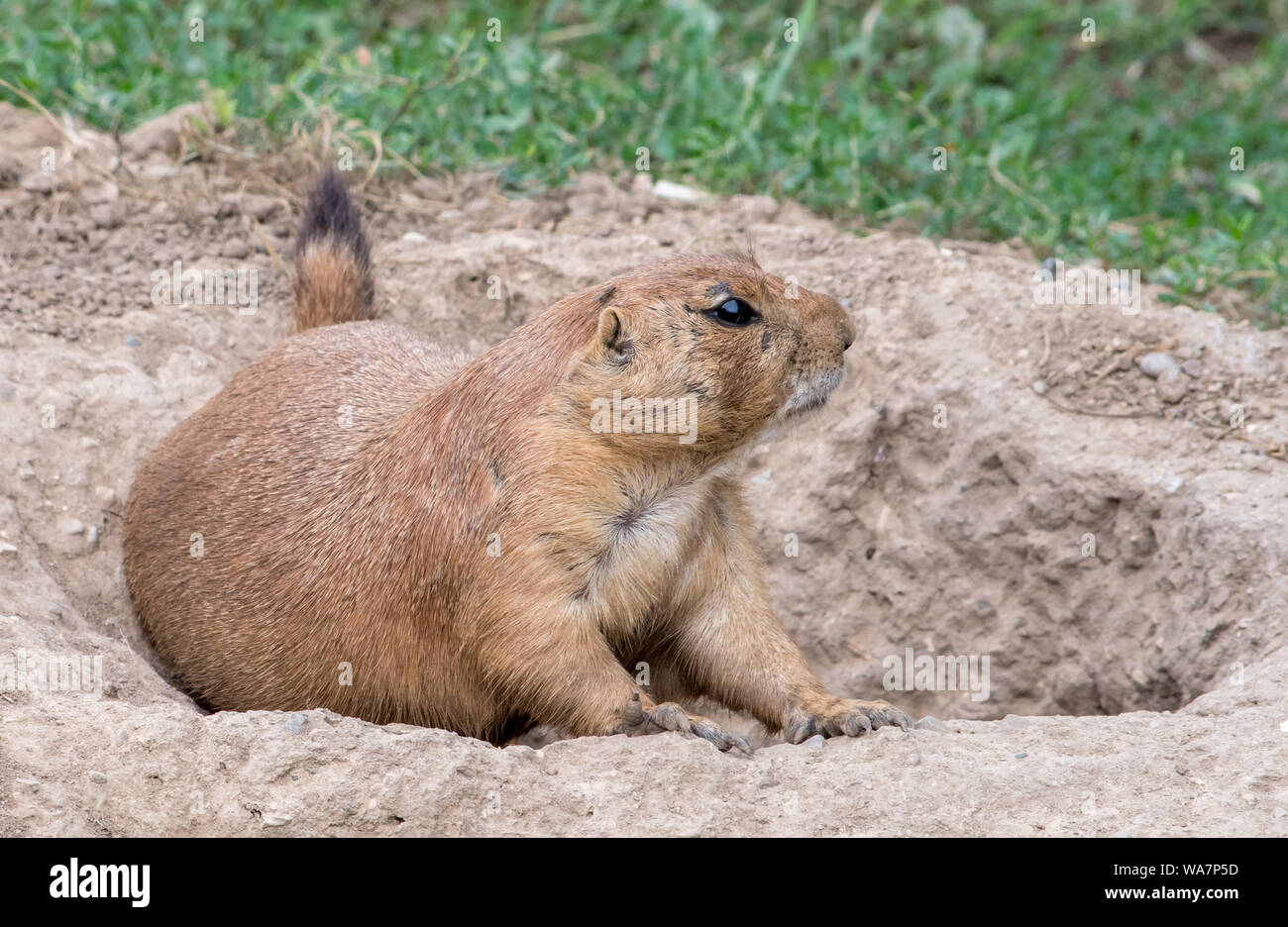 Underground animal tunnel hires stock photography and images Alamy