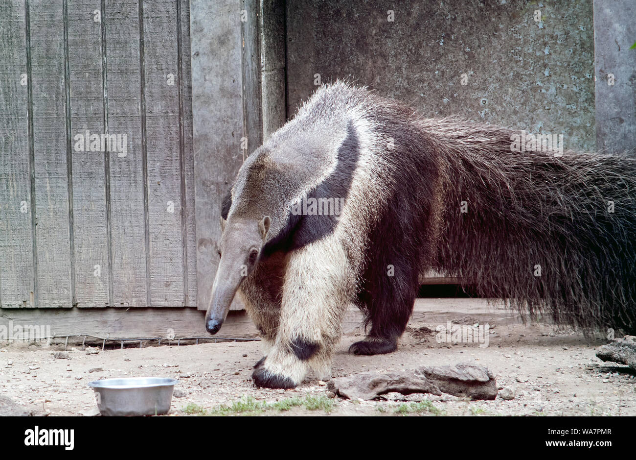 Close up of a Giant anteater in a zoo habitat Stock Photo
