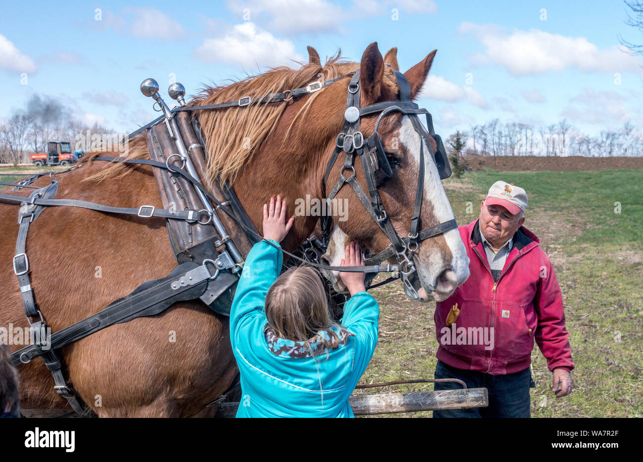 petting plow horses Stock Photo