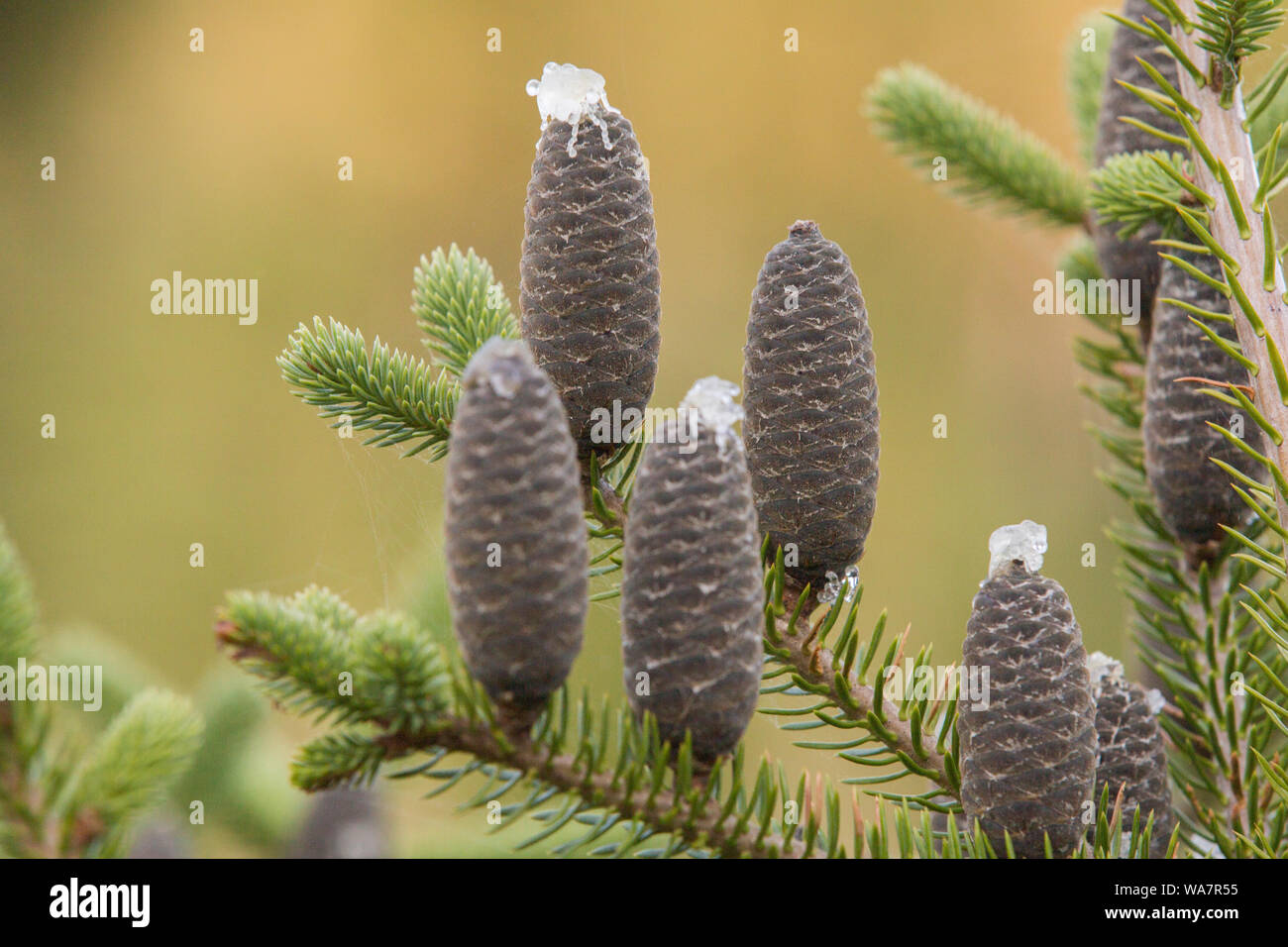 Abies balsamea or balsam fir detail Stock Photo
