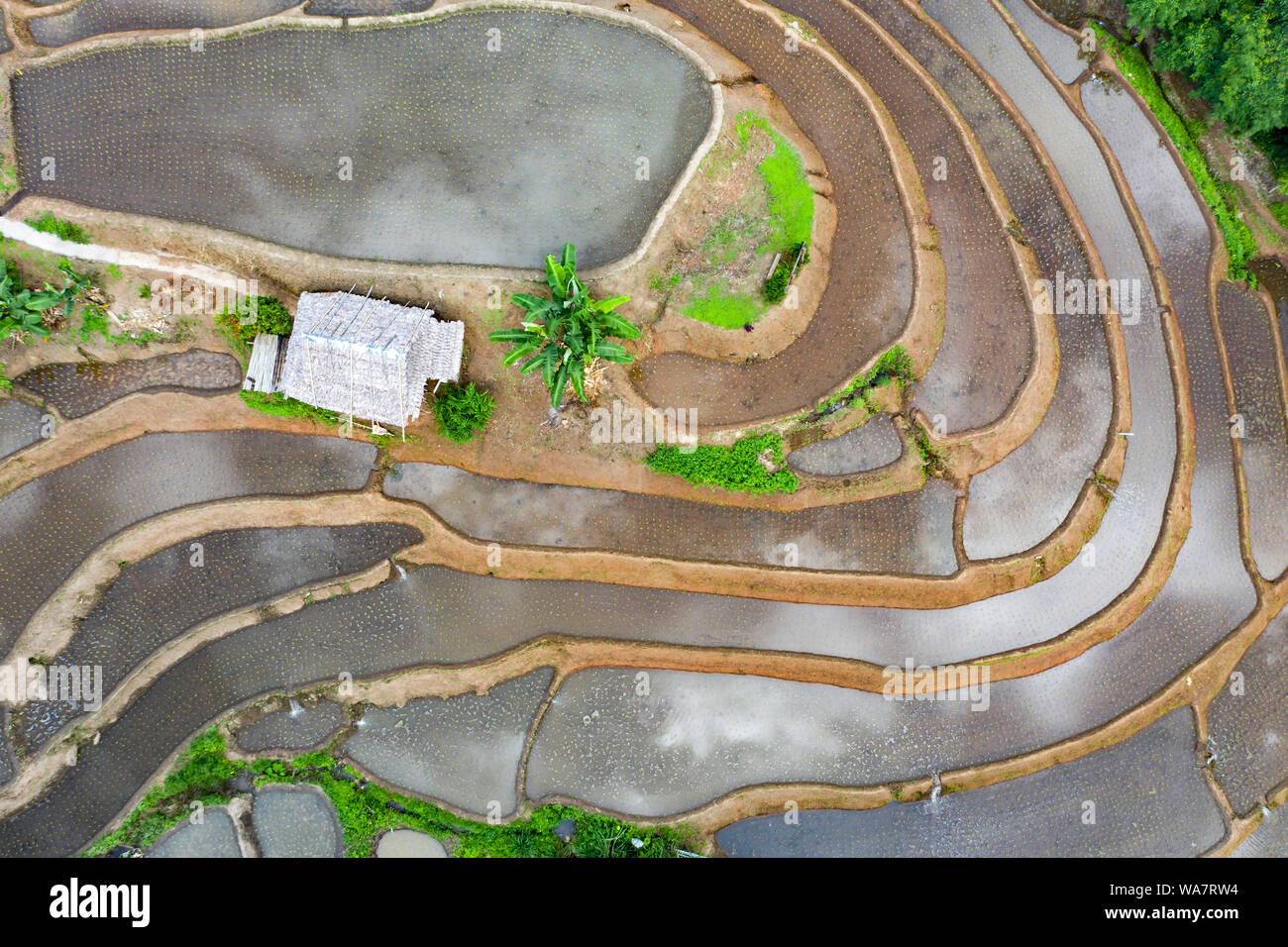 Aerial drone view of terraced rice fields in Thailand Stock Photo - Alamy
