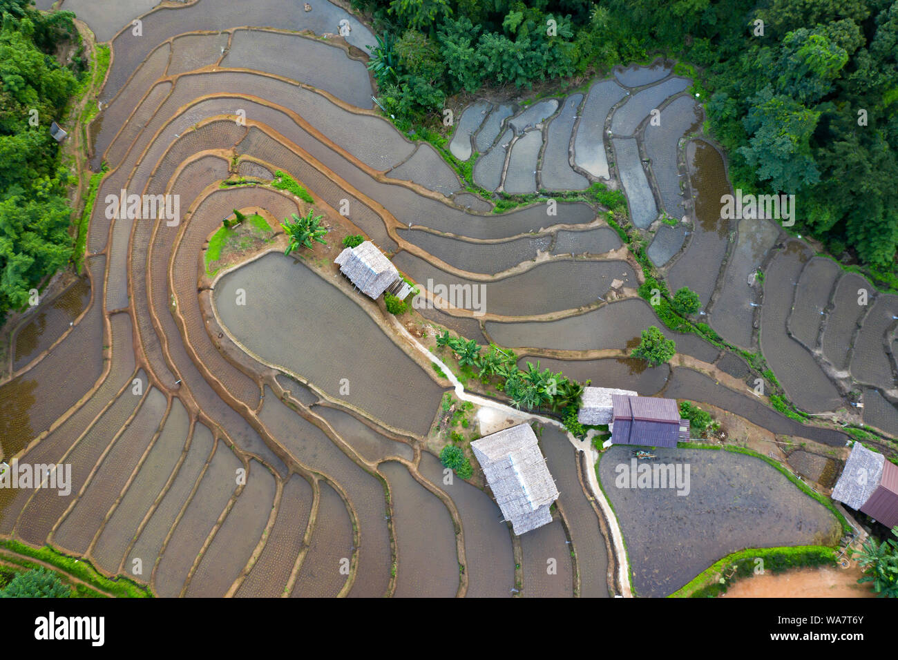 Aerial drone view of terraced rice fields in Thailand Stock Photo - Alamy
